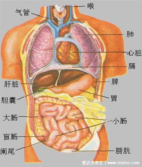 人体内脏器官位置分图布结构图，五脏对应金木水火土