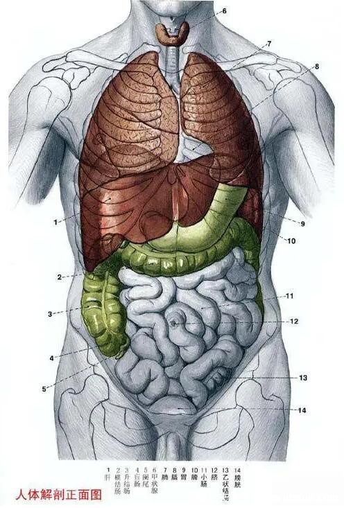 人体器官分五脏六腑器官分布图，清晰大图看各个内脏的位置分布