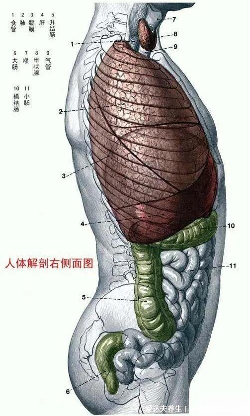 人体器官分五脏六腑器官分布图，清晰大图看各个内脏的位置分布