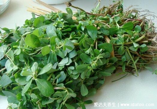 杀死癌细胞最狠的野菜，马齿苋可抑制癌细胞(鱼腥草也有用)