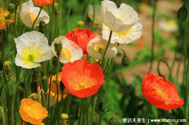 十种招鬼的花图片合集，家里养这些花风水不吉利(封建迷信)