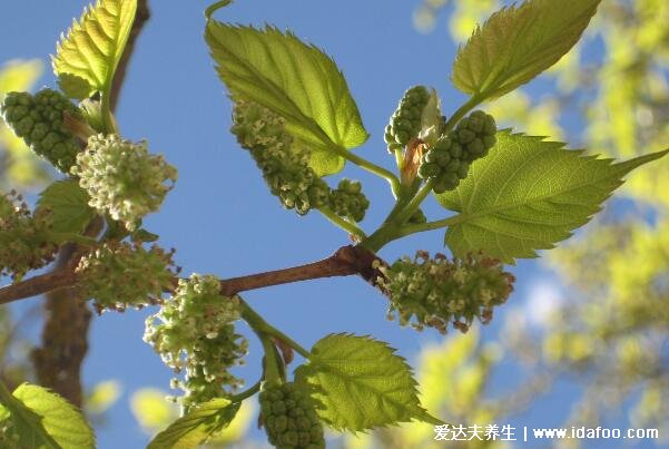 十种招鬼的花图片合集，家里养这些花风水不吉利(封建迷信)