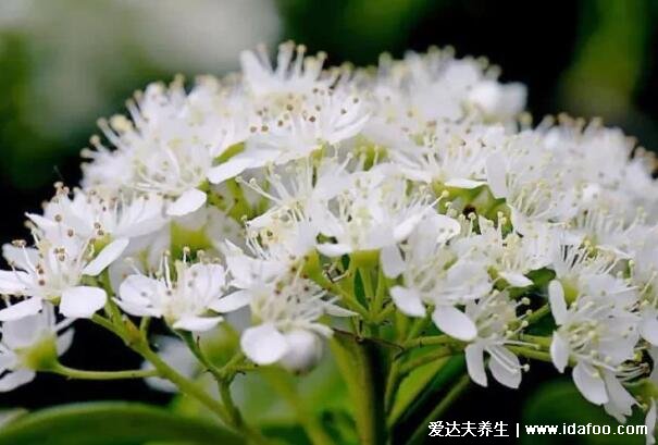 石楠花为什么叫最污花，花香像极男性精子味