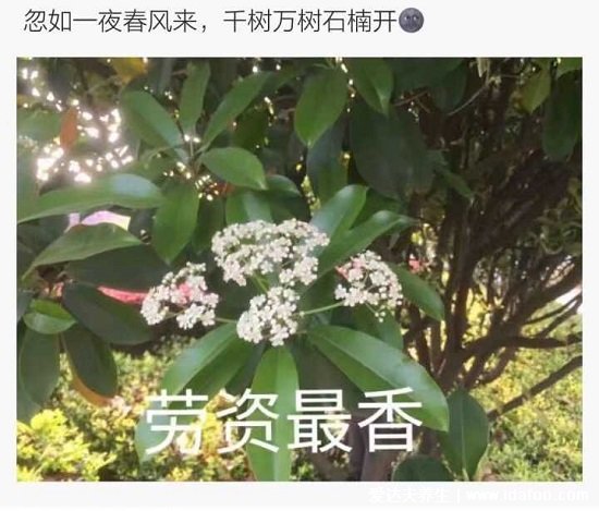 石楠花为什么叫最污花，气味类似精液(是生命的味道)