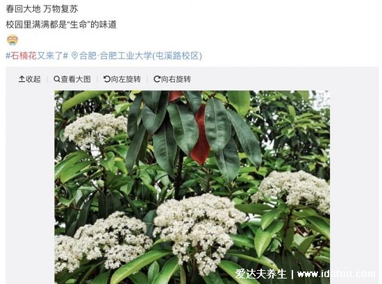 石楠花为什么叫最污花，气味类似精液(是生命的味道)