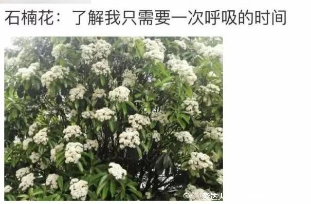 石楠花为什么是精子味，最污的花因为主要成分是三甲氨