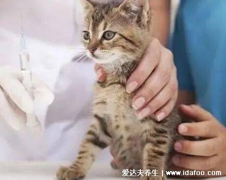 为什么好多人被猫抓不打疫苗，可能是给猫打针了