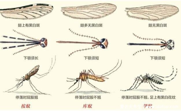 蚊子咬了怎么消肿止痒最快，4个妙招亲测有效(黑白相间蚊子最毒)