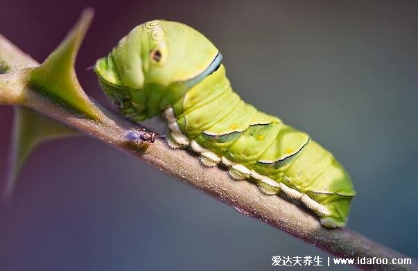 蜗牛是益虫还是害虫，农业方面是害虫但是食用药用历史有千年