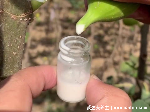 无花果汁液的作用，治疗扁平疣还能防癌抗癌