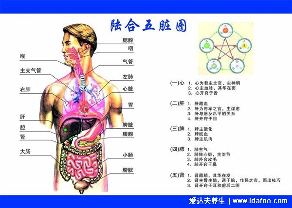 五行五脏六腑相生相克顺口溜，心脏好可能促进肾好