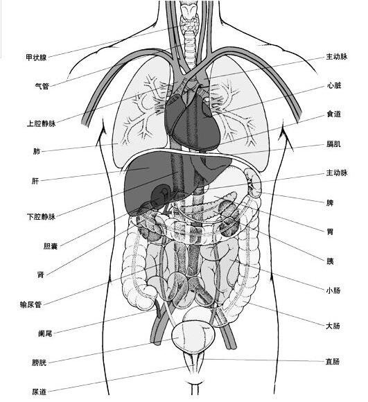 五脏的子母关系图，中医常说子病及母