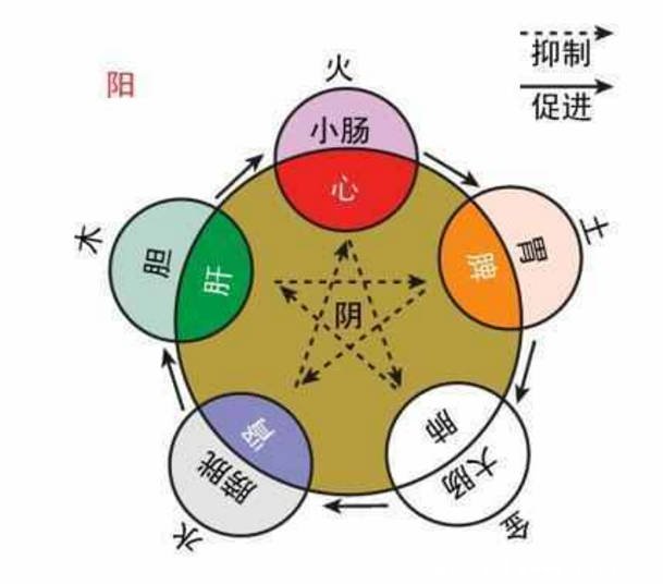 五脏的子母关系图，中医常说子病及母