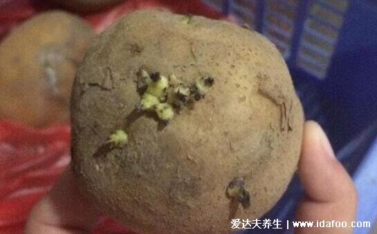 洋葱发芽了还能吃吗，洋葱长出来的芽能吃吗(都能吃无毒)