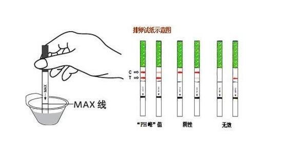 怎么看内裤知道排卵了，内裤总是湿湿的有蛋清样白带