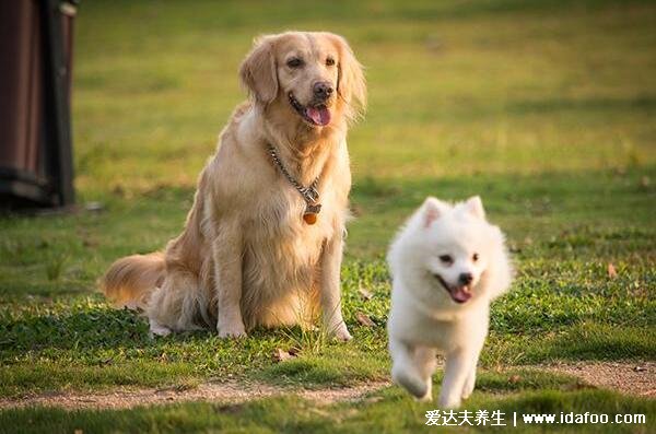 怎样判断用不用打狂犬疫苗，先打针然后通过10日观察法确定