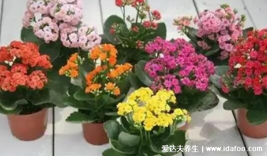 长寿花为什么致癌，无毒不致癌还能美化环境(送给长辈好寓意)