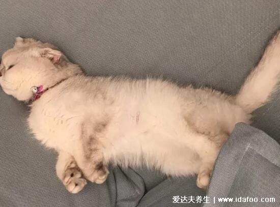 折耳猫为什么不能养，猫咪痛苦主人会心疼(有骨科疾病需及时就医)