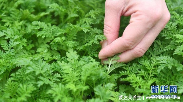 最真实的青蒿图片，青蒿和艾草的区别（艾草更香）