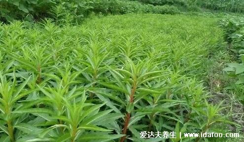 最真实的养肝草图片，养肝草功效和禁忌(可以泡茶喝)