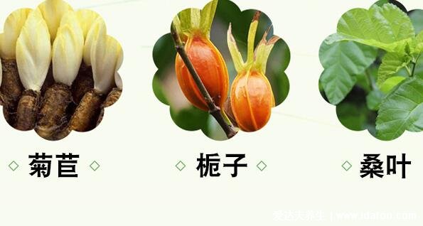 菊苣茶的功效与作用，可帮助尿酸排泄/清热解毒(小孩不要喝)