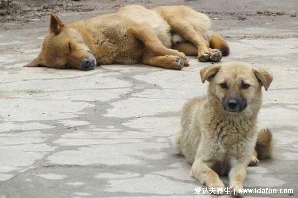 狂犬病的潜伏期是多久，1-3个月极少数超过一年/病死率100%(附发病症状)