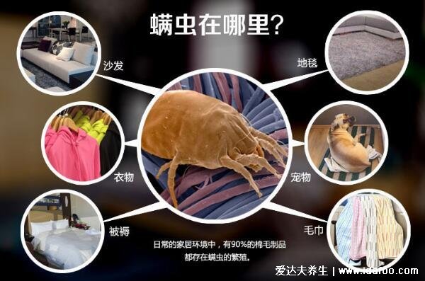 螨虫的克星是什么，怎么判断床上有螨虫图片(阳光/高温杀死螨虫)