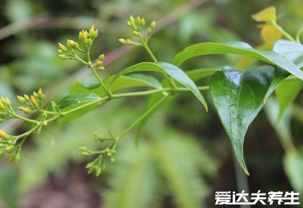 断肠草的功效与作用，剧毒植物钩吻有止痛止痒的功效/禁止内服(图片)