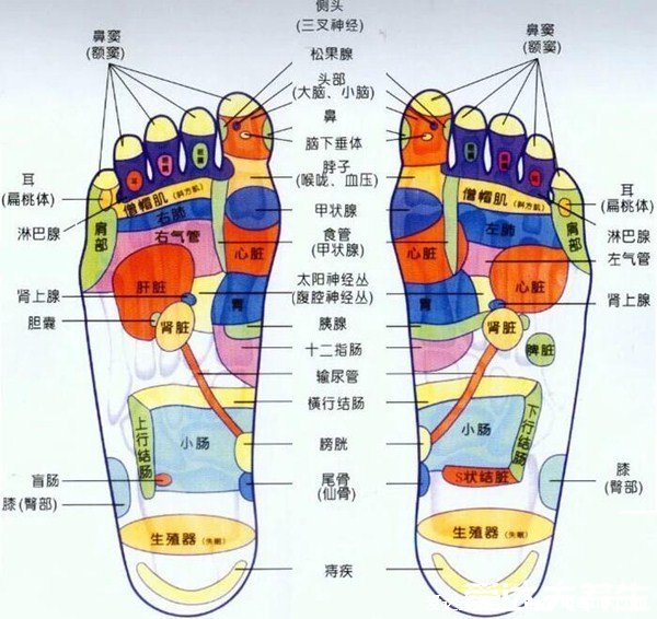 脚底按摩图反射区图片，按摩大脑反射区可治疗头痛