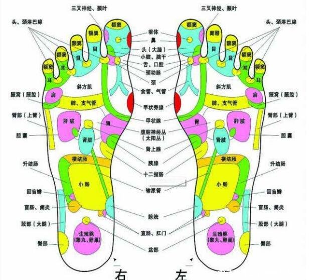 脚底按摩图反射区图片，按摩大脑反射区可治疗头痛