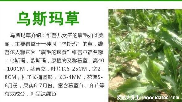 乌斯玛草棒能生发吗，具有生发作用(乌斯玛草可提高毛囊sod活性)