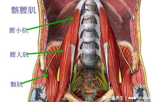 腰肌劳损疼痛的部位图片，注意和腰间盘突出区分(附治疗法)