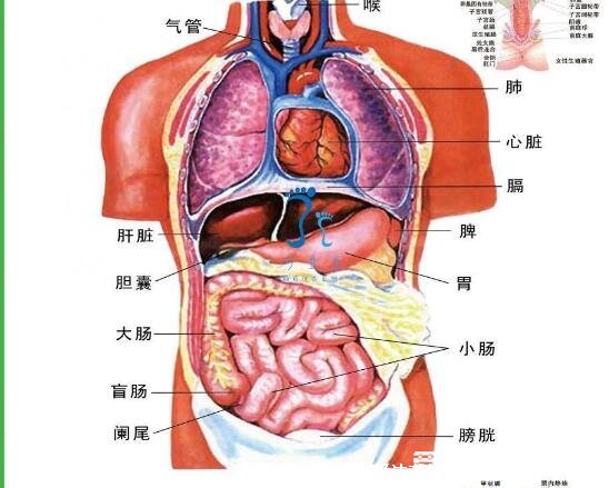 血液循环图简易图，体循环肺循环各有其特点(肺循环途径比体循环短)