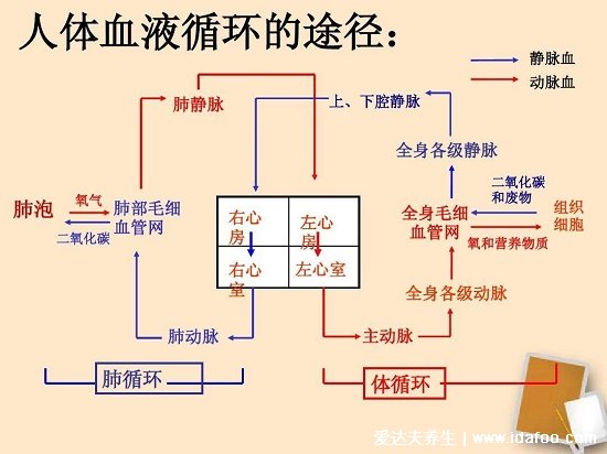 血液循环图简易图，体循环肺循环各有其特点(肺循环途径比体循环短)