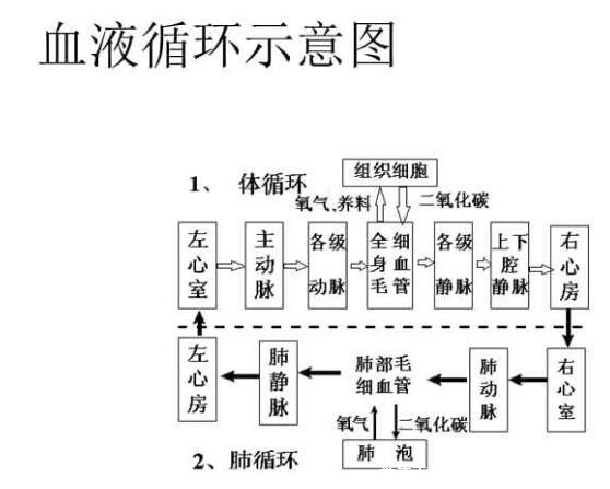 血液循环图简易图，体循环肺循环各有其特点(肺循环途径比体循环短)