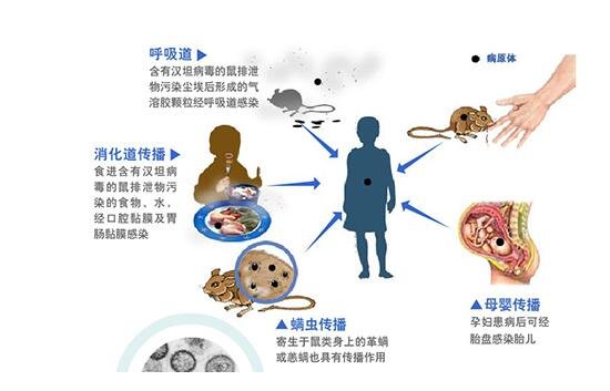 出血热症状初期照片早期图片，可持续高热症状和感冒类似(潜伏期可2周)