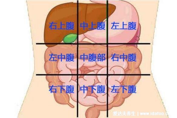 腹部九分法及分区名称，腹部疼痛对应的图片器官图