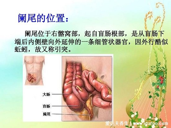 阑尾在哪个位置？阑尾炎是哪个部位疼图片，注意可转移右下腹疼痛