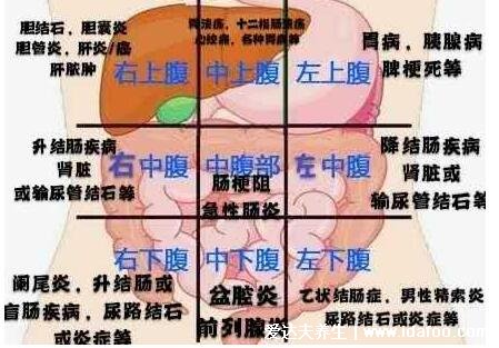 阑尾在哪个位置？阑尾炎是哪个部位疼图片，注意可转移右下腹疼痛