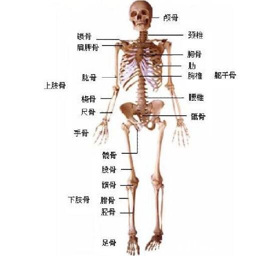 阑尾在哪个位置？阑尾炎是哪个部位疼图片，注意可转移右下腹疼痛