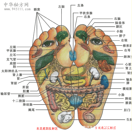 足底反射区图片，脚底对应的器官图穴位图(附脚底疼痛部位图解)