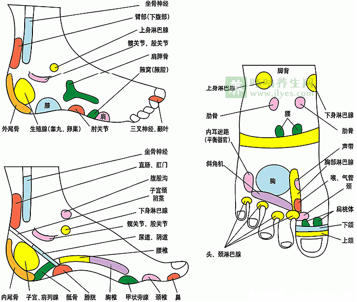 足底反射区图片，脚底对应的器官图穴位图(附脚底疼痛部位图解)