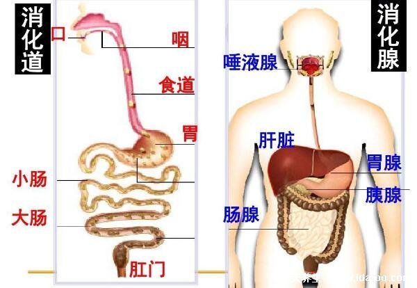 胰腺炎是什么症状?哪个位置痛(胰腺疼痛位置图片)