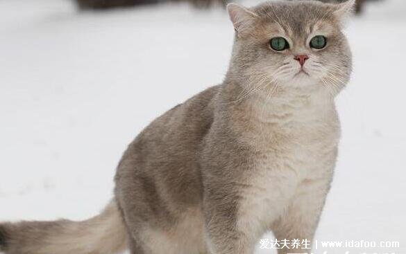 猫抓伤狂犬病几乎为0，不可靠这4种情况必须打疫苗