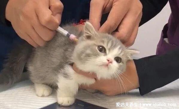 猫抓伤狂犬病几乎为0，不可靠这4种情况必须打疫苗