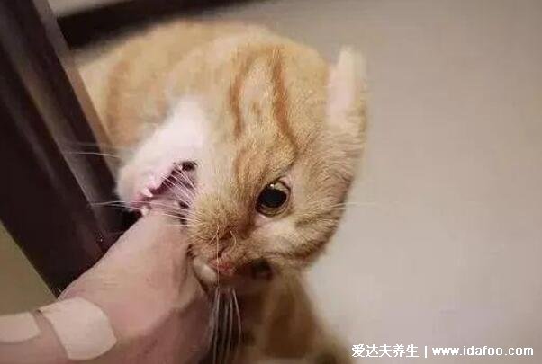 猫抓伤狂犬病几乎为0，不可靠这4种情况必须打疫苗