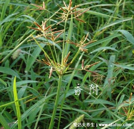 香附的功效与作用及食用方法，能缓解月经不调(可煮粥或泡水)