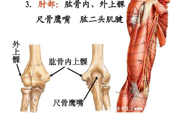 肱骨在哪个位置图片，人体连接肩部和上臂的粗壮骨头(示意图)