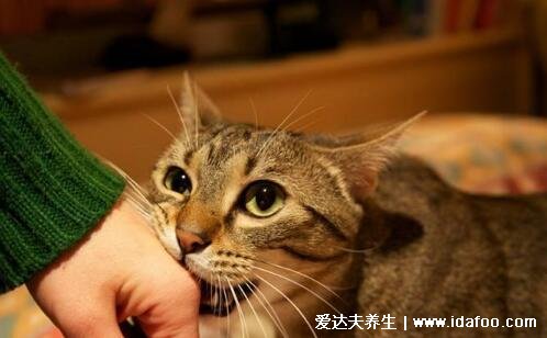 为什么好多人被猫抓不打疫苗，猫打了疫苗就没事(猫没打就有事)