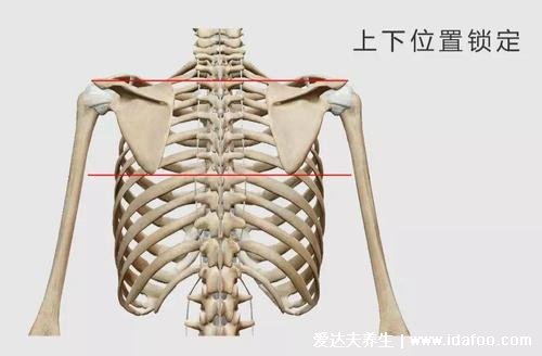 后背疼痛位置图详解，后背疼痛的原因以及病情预兆